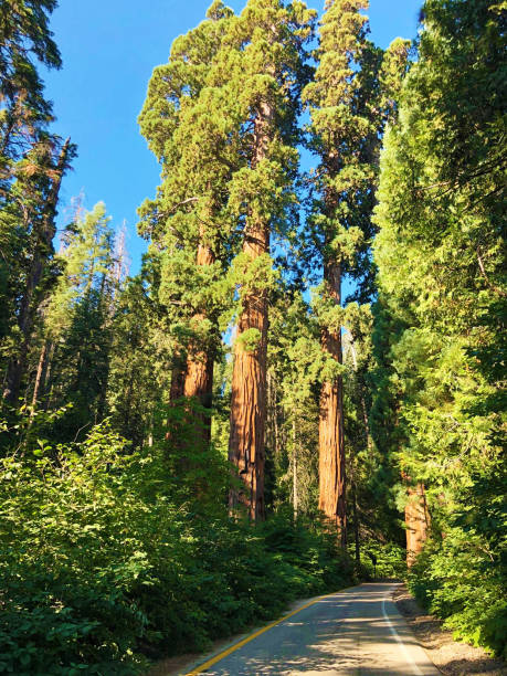 istock A road in the Sequoia National Park 1460895518