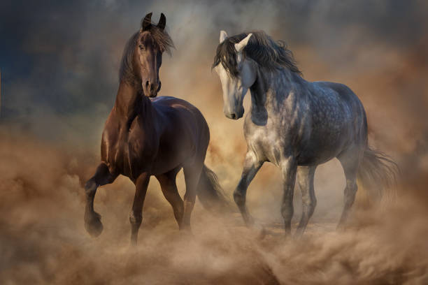 istock Black and white horse trotting in dust 1460895686