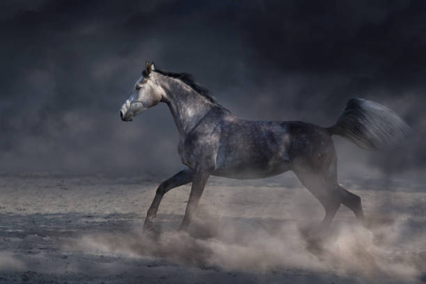 istock Arabian Horse in motion 1460895747