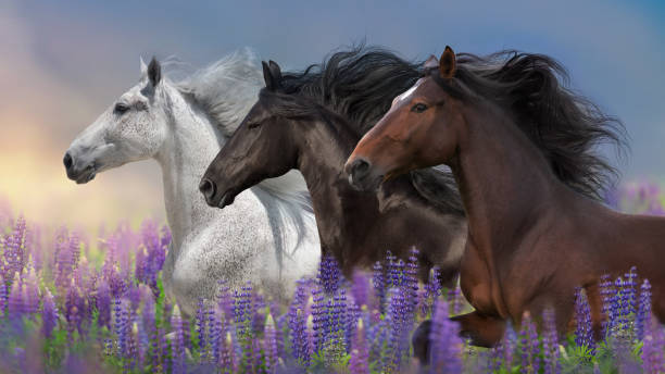istock Three Horse  in blue lupine flowers 1460895749