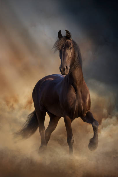 istock Frisian horse at sunset light run 1460895763