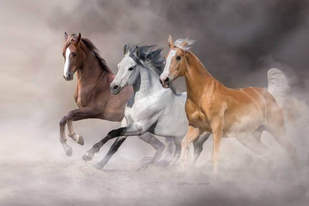 istock Horse herd run in desert 1460895770