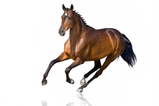 istock Horse in motion isolated 1460895776