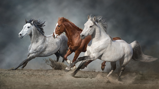 Horses run fast in dark backgound in sandy field