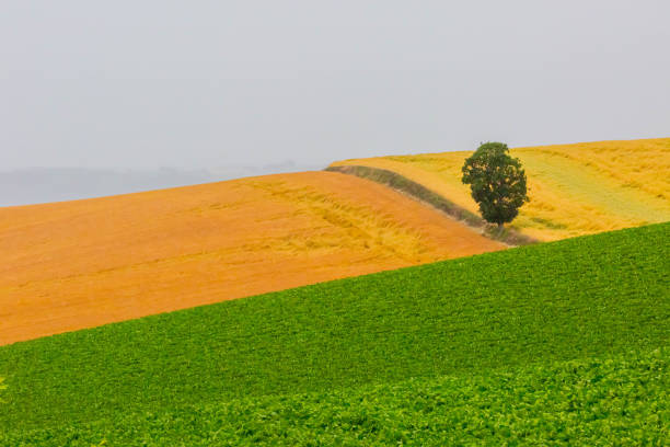 golden wheat field in summer in Hokkaido