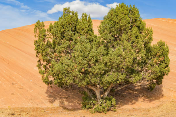 albero di pino bristlecone che cresce dalla roccia arenaria nel parco nazionale di arches nello utah - bristlecone pine foto e immagini stock