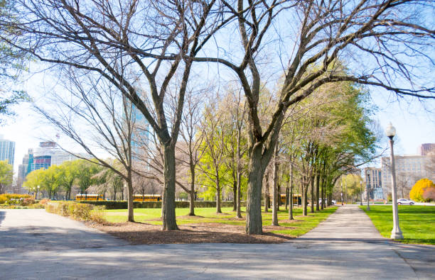 istock Two paths diverging in Grant Park, Chicago, on a late, sunny fall day. 1460897429