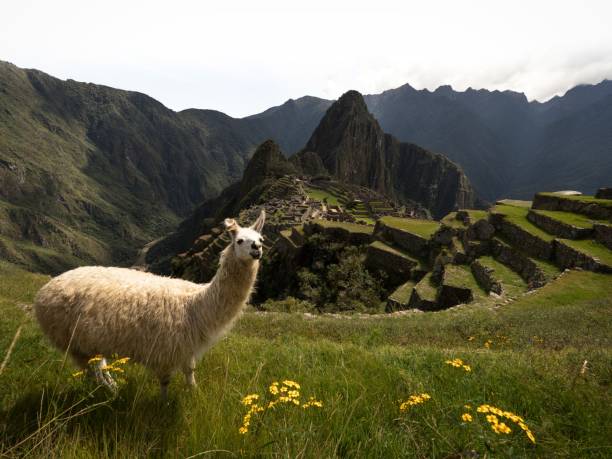 White llama lama glama animal at Machu Picchu ancient inca citadel sanctuary archaeology ruins Sacred Valley Cuzco Peru stock photo
