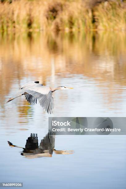 Santee Lake Egret Stock Photo - Download Image Now - Animal Wildlife, Animals In The Wild, Bird