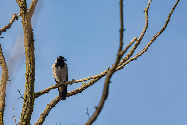 istock Hooded Crow on a  branch, with blue in the background. 1460905723