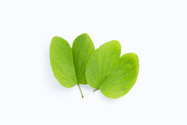 istock Bauhinia variegata leaves on white background. 1460905849