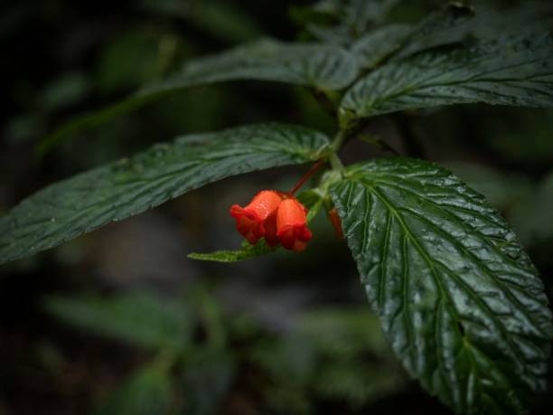 Closeup view of red flower in green tropical rainforest plants flowers leaf jungle cloud forest leaves in Mindo Ecuador stock photo