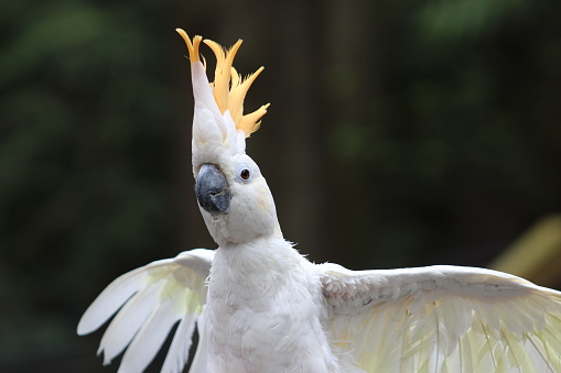 A Lovely Yellow-Crested Cockatoo