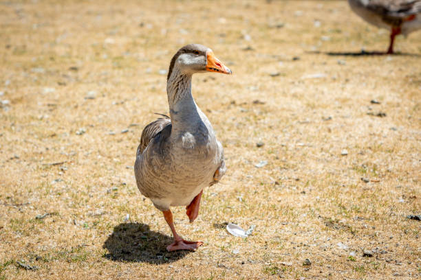 istock A Grey Goose Standing on One Leg and Looking at the Camera 1460916660