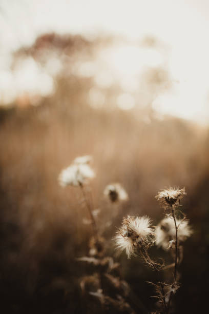 istock Dried pricker plant in the sunlight 1460916706