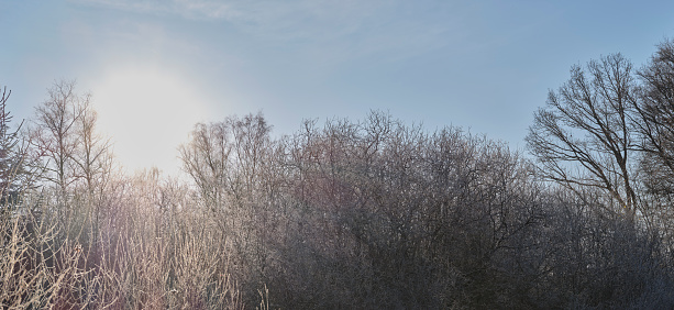 Danish nature in late wintertime.