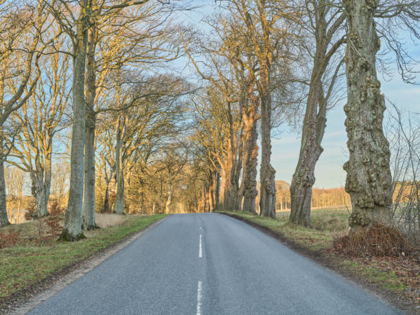 istock Danish nature in late wintertime. 1460918706