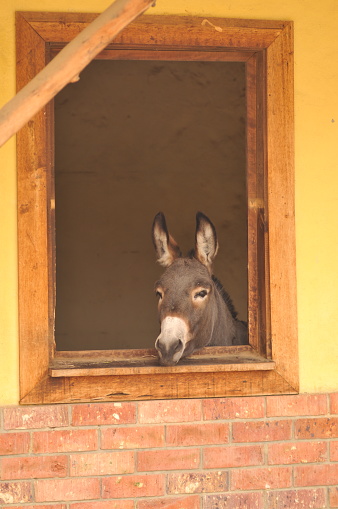 A donkey looking out of the window of a house in the village