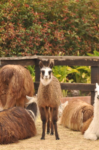 istock Portrait of a Llama 1460919300