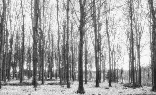 istock Danish nature in late wintertime. 1460919367