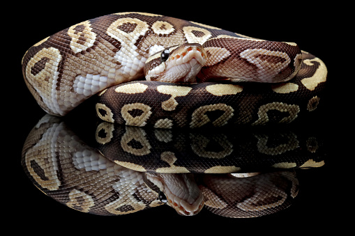 Snakes Reflections Python Ball Python Snake Close Up With Black Reflection Stock Photo - Download ...