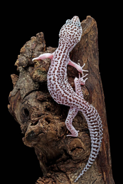 istock Leopard gecko lizard full length body 1460920981