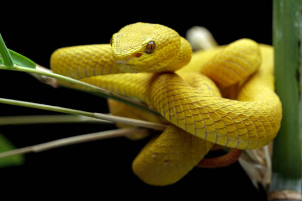 istock Yellow  viper snake on branch 1460920984