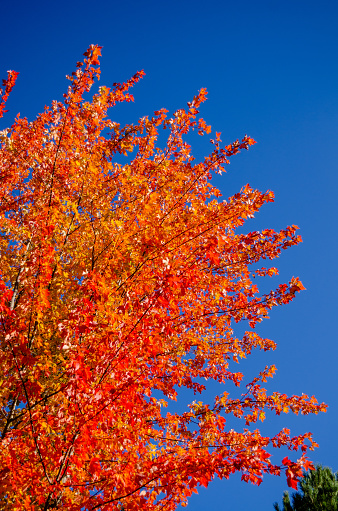 Brilliant reds, oranges and yellows light up this maple tree against a clear blue sky
