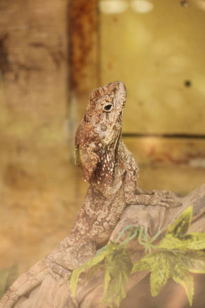 istock wild iguana at the zoo 1460921263
