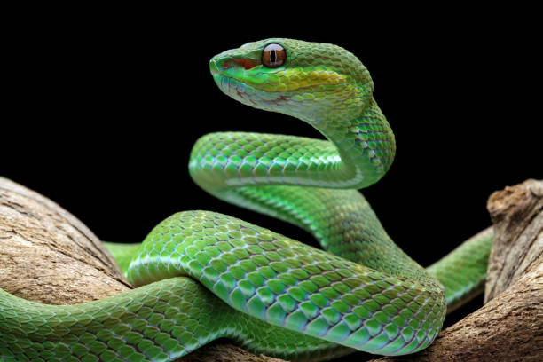 istock poisonous green viper snake above the branch 1460921268