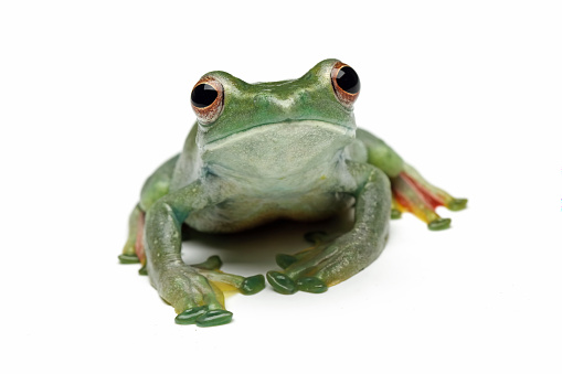Green Frog Isolated on White