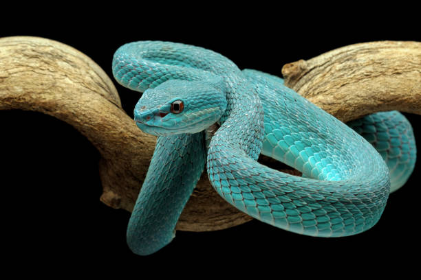 high venomous blue viper snake blue viper snake closeup on branch, blue insularis,Trimeresurus Insularis herpetology stock pictures, royalty-free photos & images