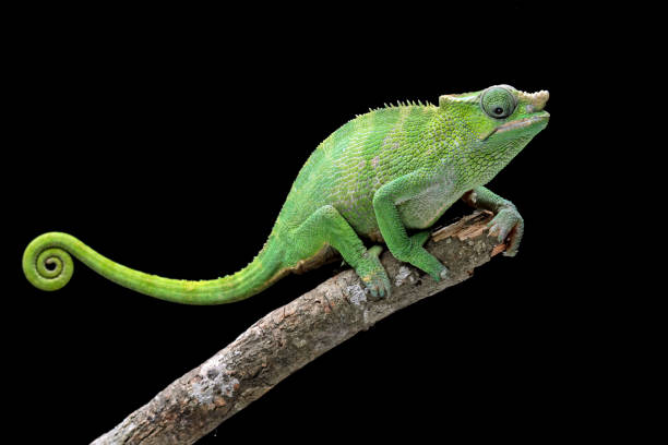 female fischer chameleon isolated on black background