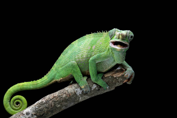 istock female fischer chameleon isolated on black background 1460921332