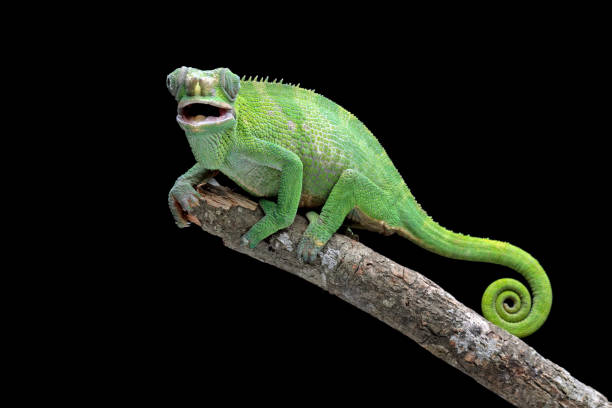 istock female fischer chameleon isolated on black background 1460921341