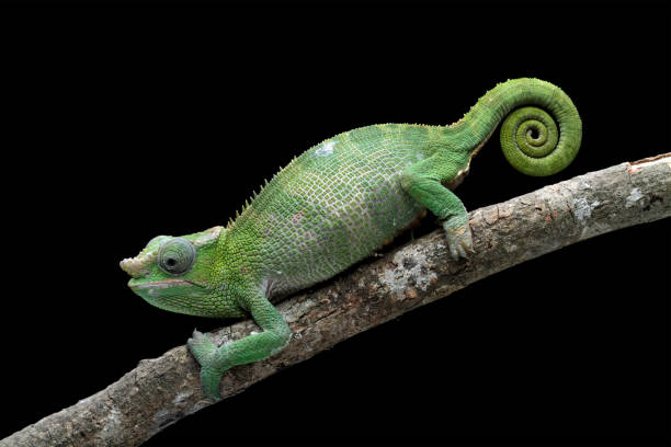 istock female fischer chameleon isolated on black background 1460921375