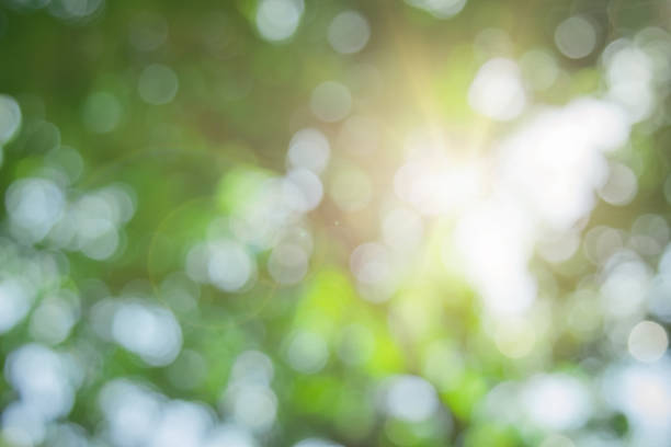 istock Abstract green foliage and tree in jungle blur with sun light spring summer. Farming concept on plant forest and environment day of farmer organic building sunshine on leaf herb lush soft in ecology. 1460921569