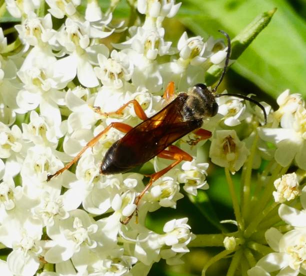 istock GREAT GOLDEN DIGGER WASP - 
(Sphex ichneumoneus) (Great Golden Sand Digger) - ON WHITE FLOWERS 1460921578