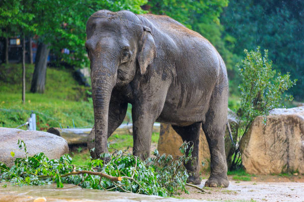 istock The elephant during the rain. Background with selective focus and copy space 1460921646