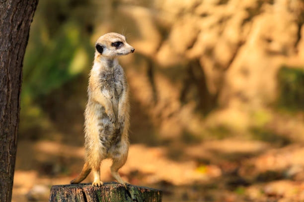 istock Meerkat with surprised emotion. Background with selective focus and copy space 1460921666