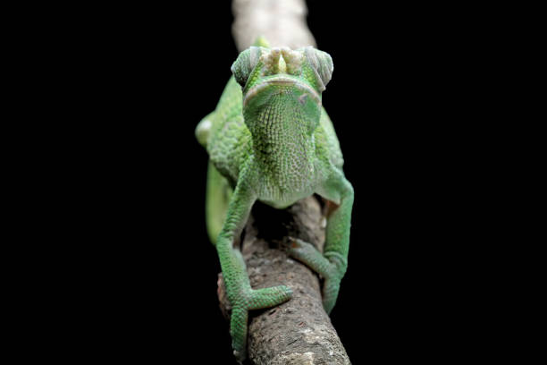istock female fischer chameleon isolated on black background 1460921785