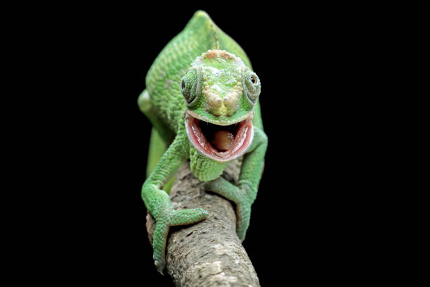 female fischer chameleon isolated on black background, animals close-up visible tooth structure from chameleon reptile tongue stock pictures, royalty-free photos & images