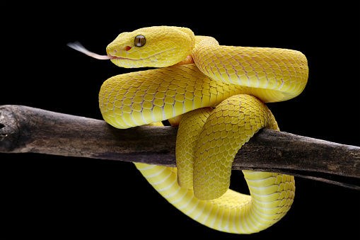 Profile of a Venomous Green Variable Bush (Atheris squamigera) Viper Snake pre-shed
