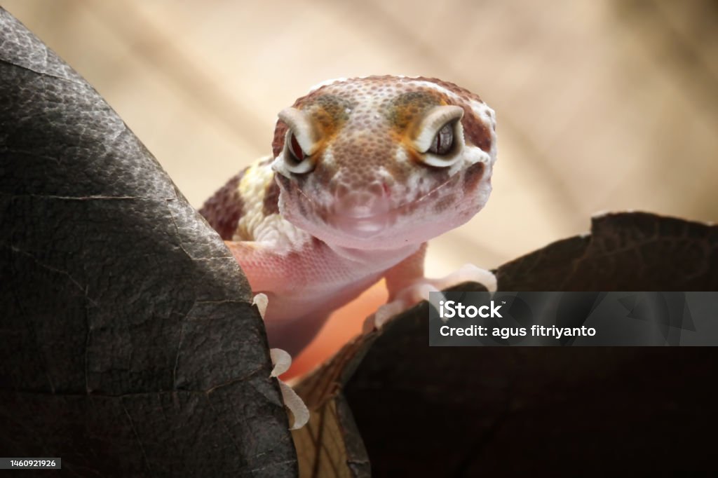 Leopard Gecko Simple Leopard Gecko Lizard On Wood Cute Pets Easy To Maintain Stock Photo ...
