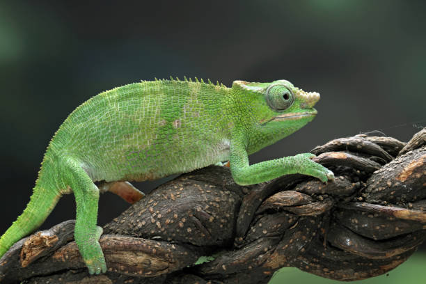 istock female fischer chameleon isolated on black background 1460922170