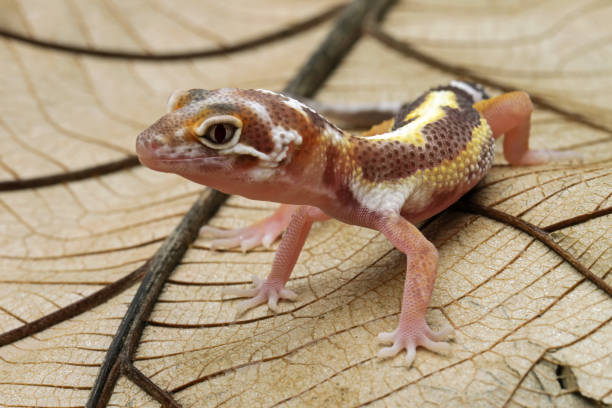 istock Leopard gecko lizard on wood, cute pets easy to maintain 1460922306