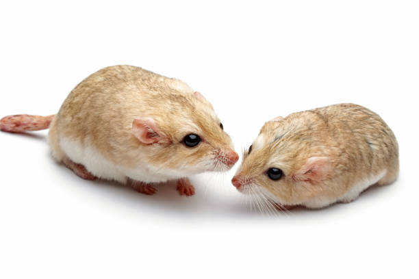 白い背景にスナネズミの太った尾 - mouse gerbil standing hamster ストックフォトと画像