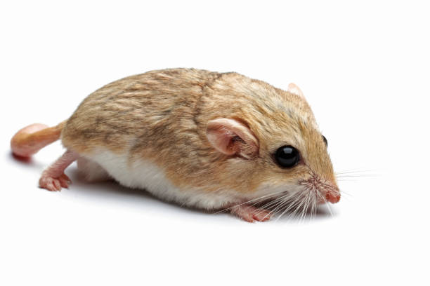 白い背景にスナネズミの太った尾 - mouse gerbil standing hamster ストックフォトと画像