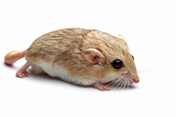 myszoskoczek gruby izolowany na białym tle - mouse gerbil standing hamster zdjęcia i obrazy z banku zdjęć