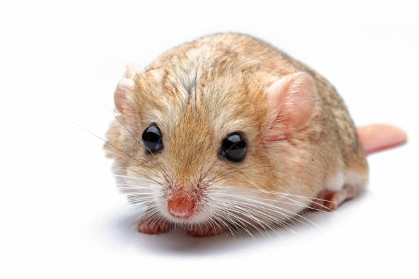 白い背景にスナネズミの太った尾 - mouse gerbil standing hamster ストックフォトと画像